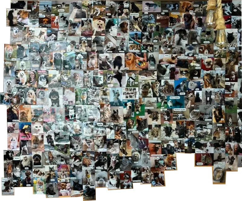 Mosaico com fotos dos pets de tutores atendidos pela NatureVet Pharma
