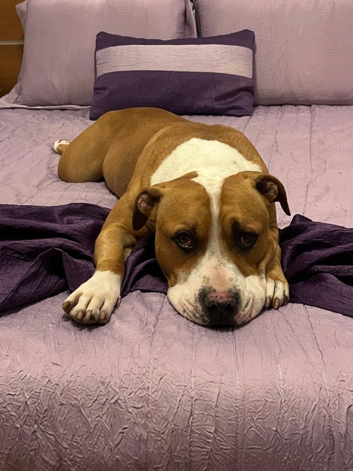 Zeus, o pitbull da Cristiane, cujo diagnóstico deu origem à NatureVet Pharma